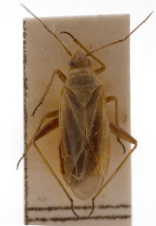 Amblytylus glaucicollis, AMNH PBI00156169