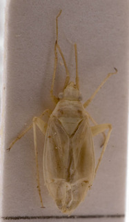 Amblytylus montanus, AMNH PBI00156984