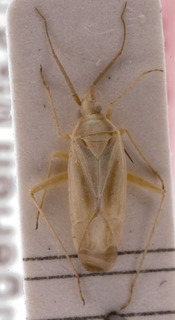 Amblytylus montanus, AMNH PBI00157086