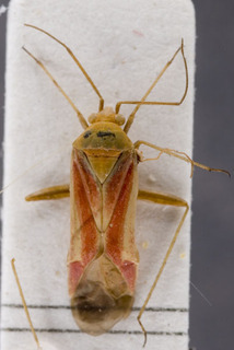 Dasycapsus cunealis, AMNH PBI00155719