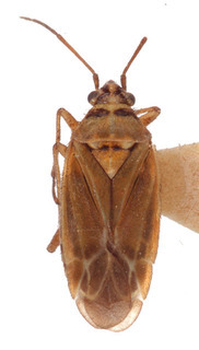 Hoplomachus thunbergii, AMNH PBI00154451
