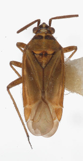 Hoplomachus thunbergii, AMNH PBI00154472