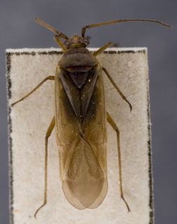 Lopus decolor, AMNH PBI00155822