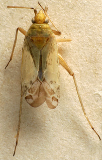 Macrotylus atricapillus, AMNH PBI00158307