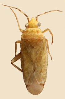 Macrotylus attenuatus, AMNH PBI00158309