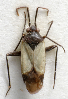 Macrotylus bicolor, AMNH PBI00157173