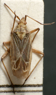 Macrotylus cruciatus, AMNH PBI00157375