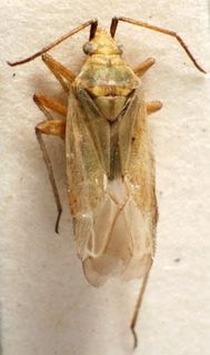 Macrotylus elevatus, AMNH PBI00157552