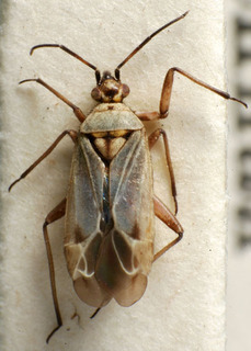 Macrotylus herrichi, AMNH PBI00157647