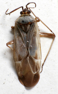 Macrotylus herrichi, AMNH PBI00157666
