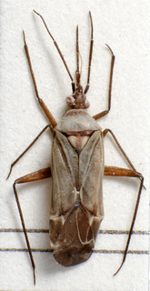 Macrotylus lindbergi, AMNH PBI00157170