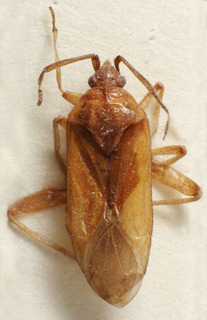 Macrotylus nigricornis, AMNH PBI00157048