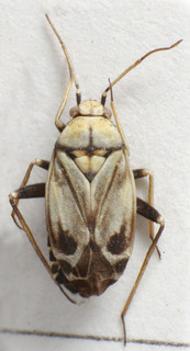 Macrotylus perdictus, AMNH PBI00157532