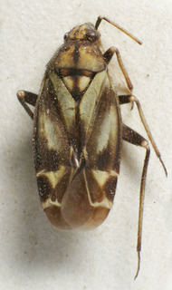 Macrotylus perdictus, AMNH PBI00157558