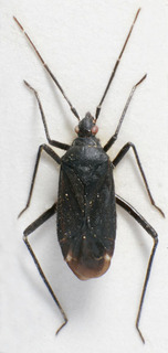 Macrotylus ponticus, AMNH PBI00157027