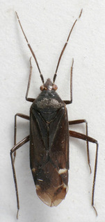 Macrotylus quadrilineatus, AMNH PBI00157148