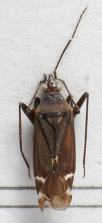 Macrotylus scutellaris, AMNH PBI00157149