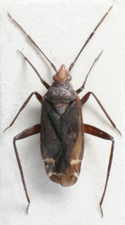 Macrotylus seidenstueckeri, AMNH PBI00157028