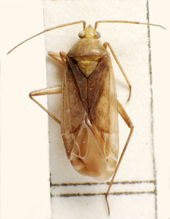 Macrotylus solitarius, AMNH PBI00157727