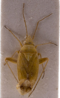 Megalocoleus aurantiacus, AMNH PBI00155447