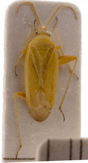 Megalocoleus bolivari, AMNH PBI00155318