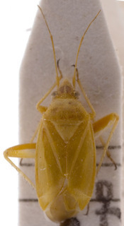 Megalocoleus bolivari, AMNH PBI00155320