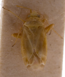 Megalocoleus dissimilis, AMNH PBI00155492