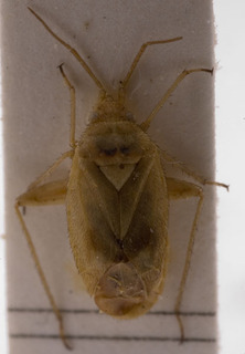 Megalocoleus krueperi, AMNH PBI00155566