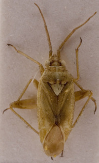 Megalocoleus krueperi, AMNH PBI00155618