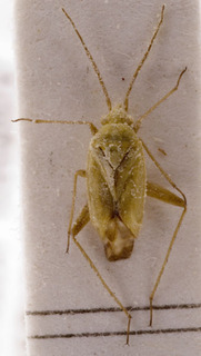 Megalocoleus lunula, AMNH PBI00157127