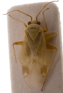 Megalocoleus mellae, AMNH PBI00155329