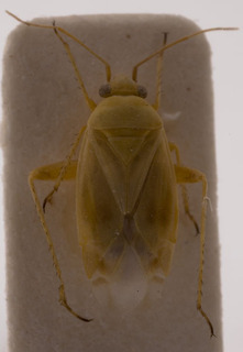Megalocoleus mellae, AMNH PBI00155499