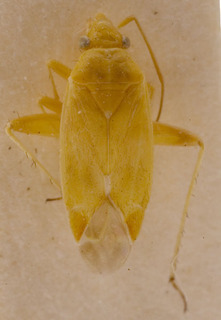 Megalocoleus naso, AMNH PBI00155685