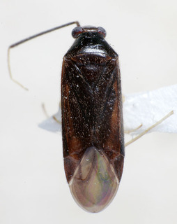 Phylus miyamotoi, AMNH PBI00158305