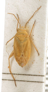 Tinicephalus croceus, AMNH PBI00154217