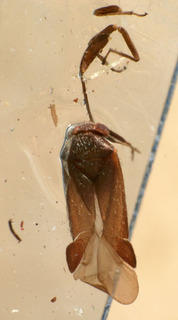 Atractotomus marcoi, AMNH PBI00222078