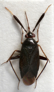 Atractotomus morio, AMNH PBI00221598