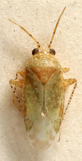 Badezorus annulicornis, AMNH PBI00222599