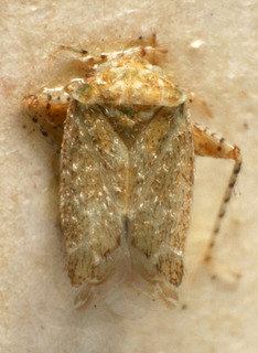 Badezorus tomentosus, AMNH PBI00222636
