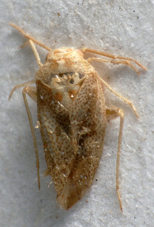 Ectagela punctata, AMNH PBI00159661