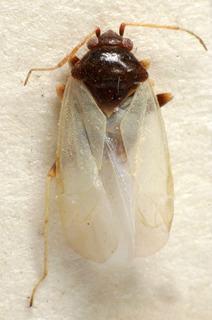 Glaucopterum albonigrum, AMNH PBI00158679