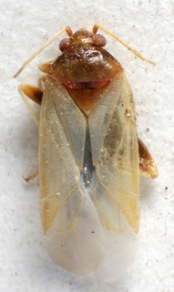 Glaucopterum albonigrum, AMNH PBI00158707