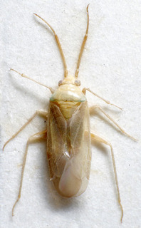 Glaucopterum lycii, AMNH PBI00158332