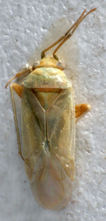 Glaucopterum minus, AMNH PBI00158759