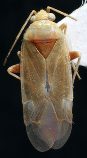 Glaucopterum polii, AMNH PBI00158561