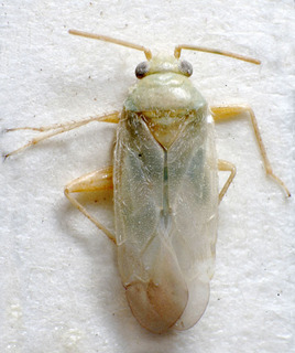 Glaucopterum putshkovi, AMNH PBI00159143