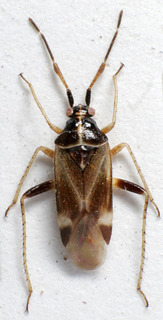 Harpocera hellenica, AMNH PBI00159282
