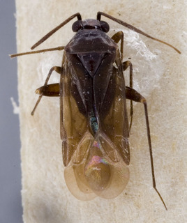 Karocris morulus, AMNH PBI00222453