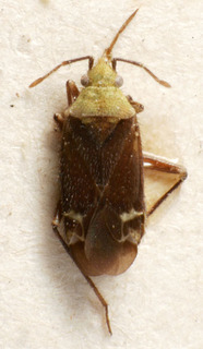 Macrotylus dimidiatus, AMNH PBI00158483