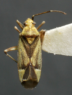 Macrotylus lineolatus, AMNH PBI00158318